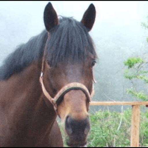 中島理論コラムの裏ページ -オオハシの日々是雑感。-